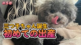 トイプードル】三つ子ちゃん誕生 初めての出産 妊娠から帝王切開術後