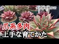 #22【多肉植物製作所】爪系エケベリアの育て方