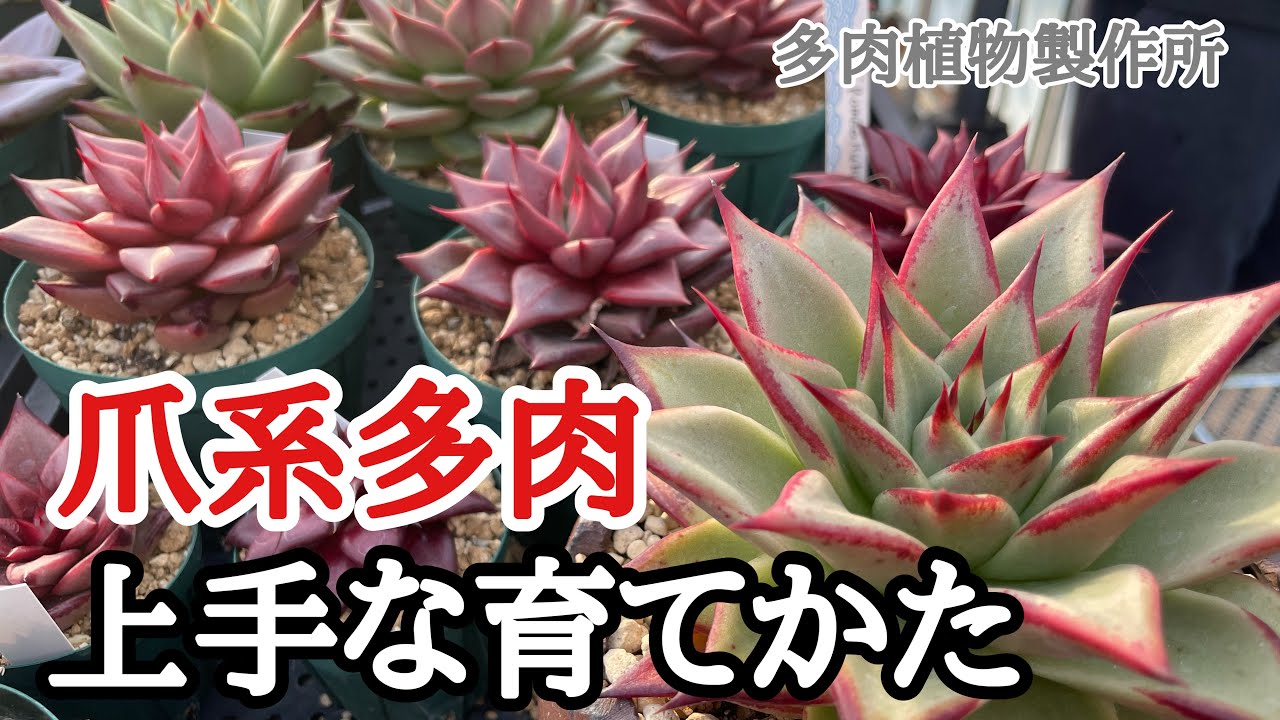 22【多肉植物製作所】爪系エケベリアの育て方 - YouTube