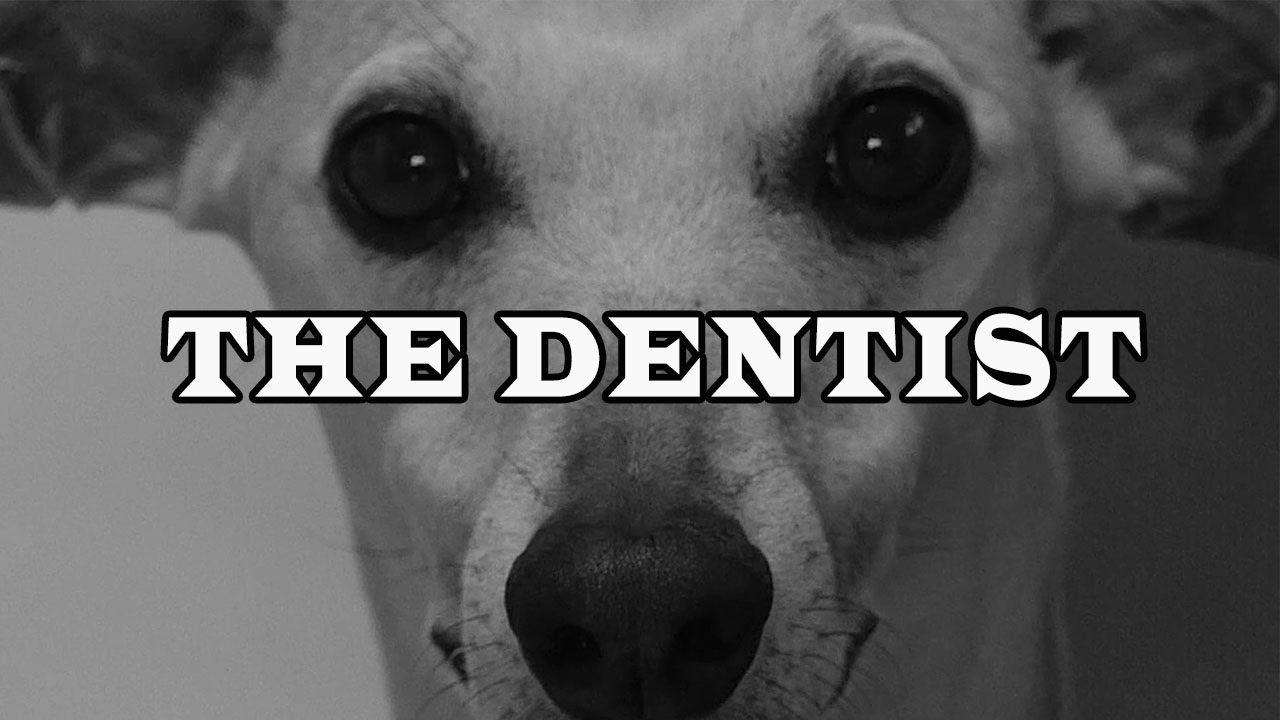 Dog goes to the dentist YouTube