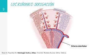 HISTOLOGÍA DEL SISTEMA URINARIO. Dr Carlos Pestana