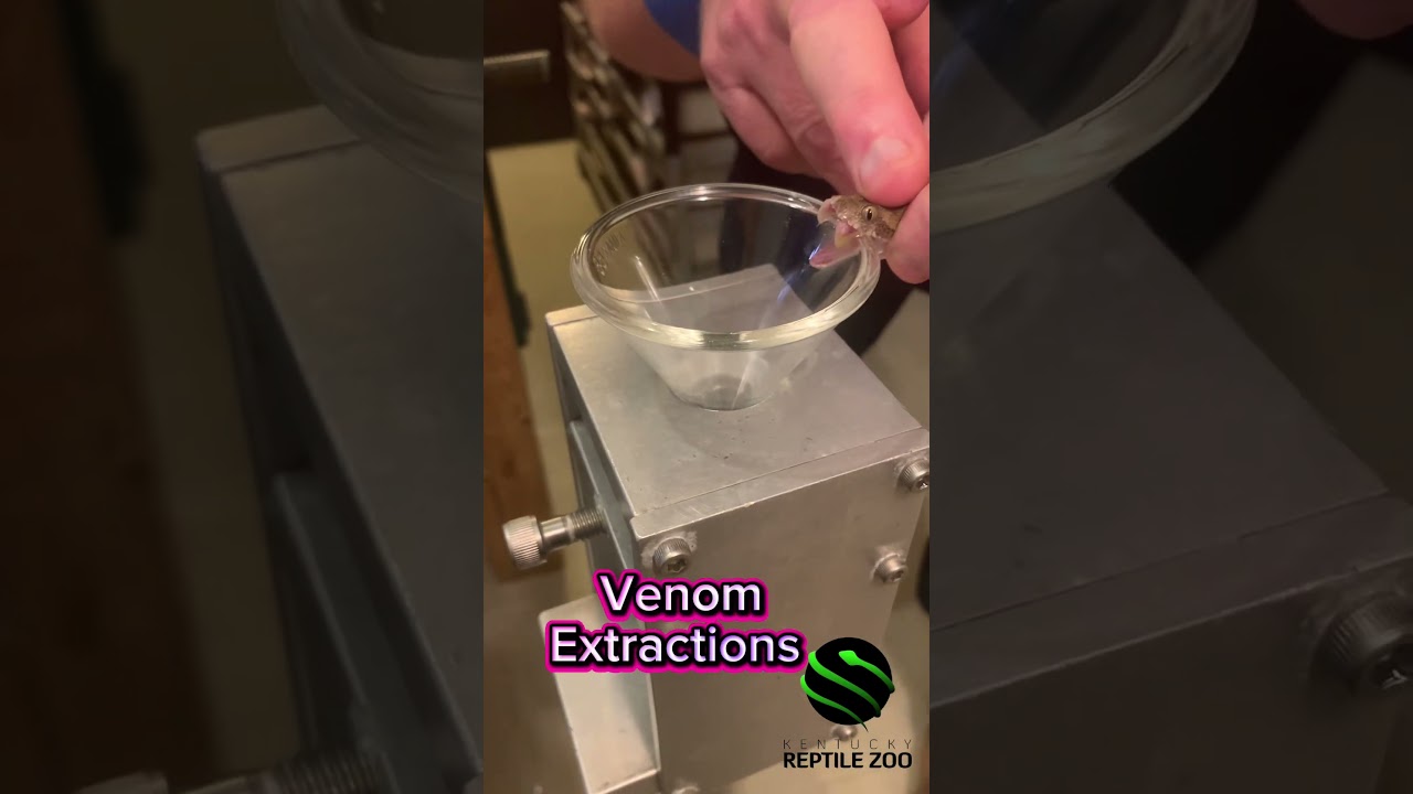 Egyptian saw scaled viper venom extractions #venomouscreatures