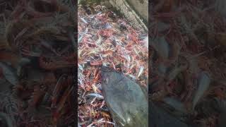 A good sized halibut #prawns #trawling #sea #trawlerman #fish #fishing