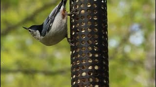 White-breasted Nuthatch Upside Down at Peanut Feeder White Breasted Nuthatch Upside Down Eating