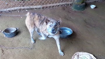 Cộc vện 10 tháng tuổi