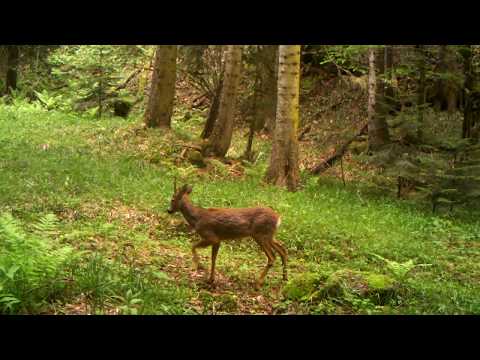 შველი ბორჯომ-ხარაგაულის ეროვნულ პარკში | Borjomi-Kharagauli National Park