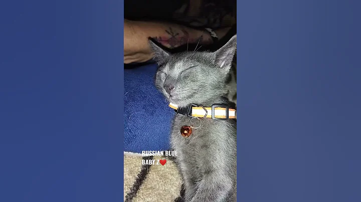 Video 5203331: russianbluecats cat, russian blue cat, tiny russian blue, russian blue baby, cat baby sleeping