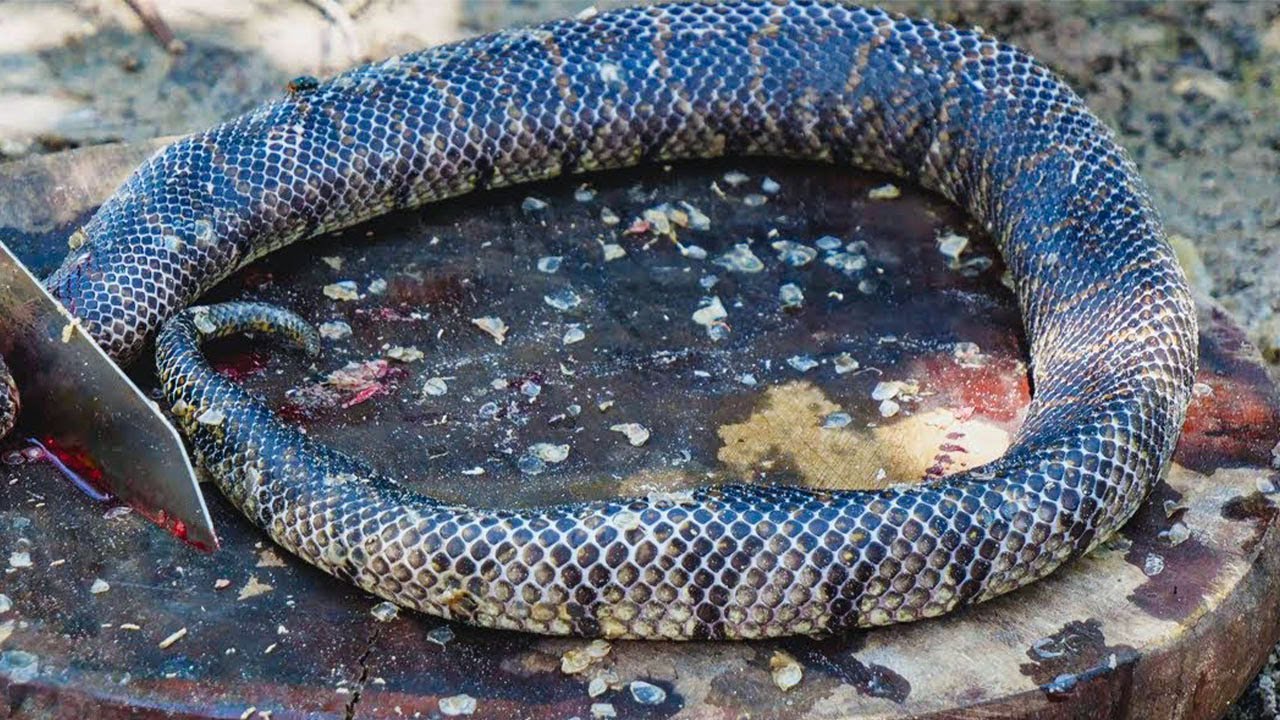 Village cooking​ Giant Snake Soup  Delicious Big Python Boil For Food