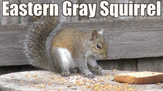 Eastern Gray Squirrels in 4K | Sciurus carolinensis