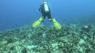 Cayman Islands Diving - Eagle Ray