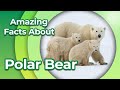 || Polar Bear Facts || Amazing Facts About Polar Bears || Why Can't Thermal Cameras See Them?