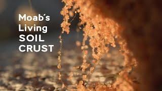 Moab's Living Soil Crust