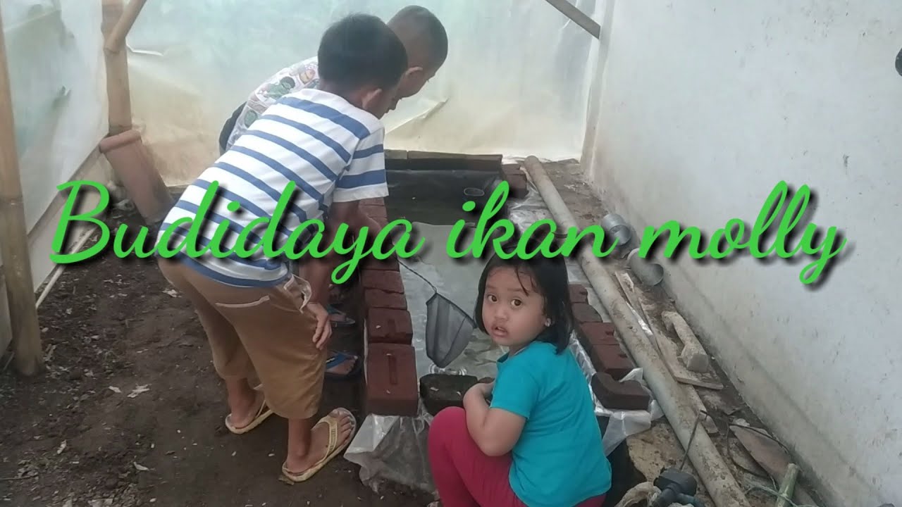Budidaya ikan molly || ternak ikan molly || ternak ikan molly campur