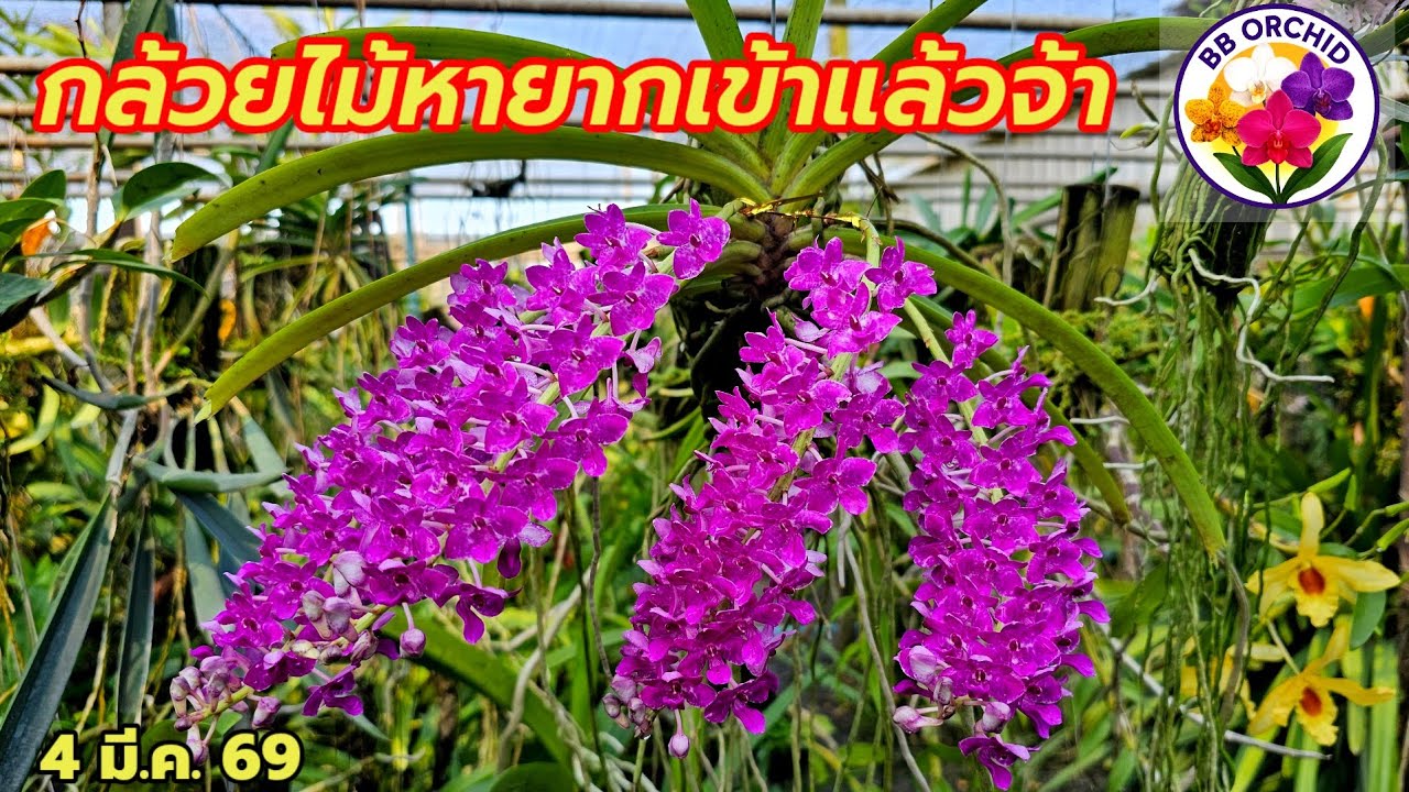 EP.86 กล้วยไม้ชุดใหม่เข้าเพิ่ม กล้วยไม้สวยๆหายาก #กล้วยไม้ #orchid 
