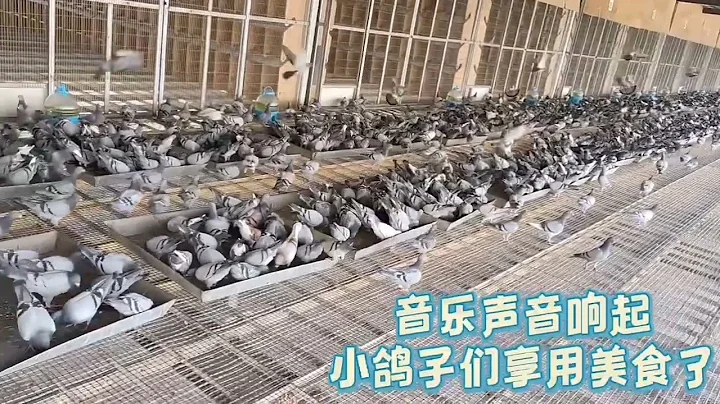 【花乡国际赛鸽公棚】秋赛收鸽突破10000羽China Huaxiang international Pigeon Racing Club - DayDayNews