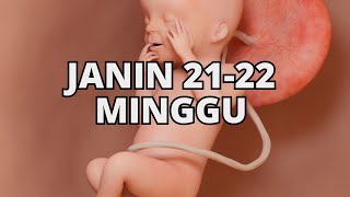 FETAL DEVELOPMENT 21-22 WEEKS OF PREGNANCY