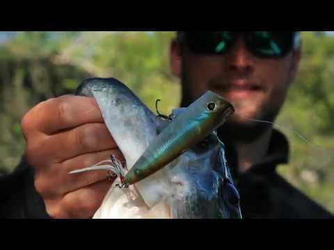 Berkley Topwaters - Bullet Pop (Pro Fishing Tips with Justin Lucas) 