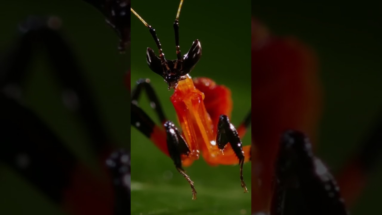 Orchid Mantis Eggs Hatching Watch These Tiny Predators Emerge 🌸🦗