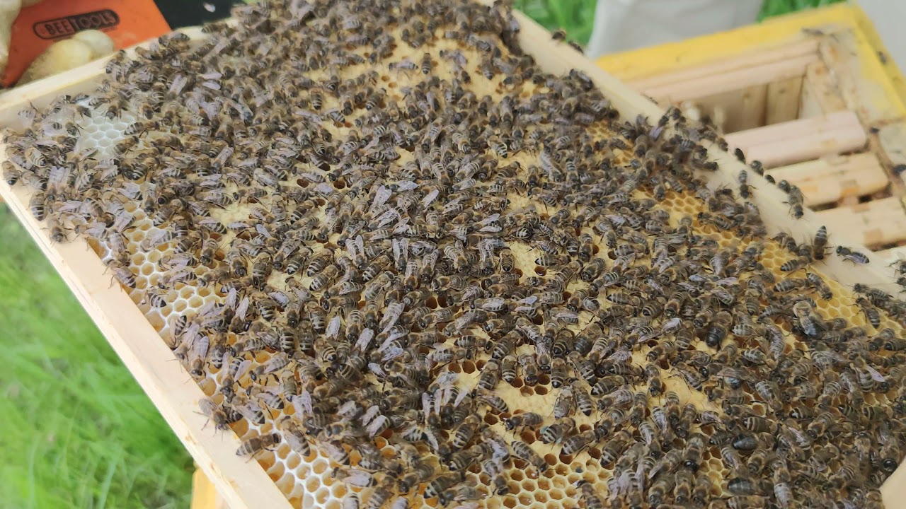 01 przegląd ula wielkopolskiego 4K