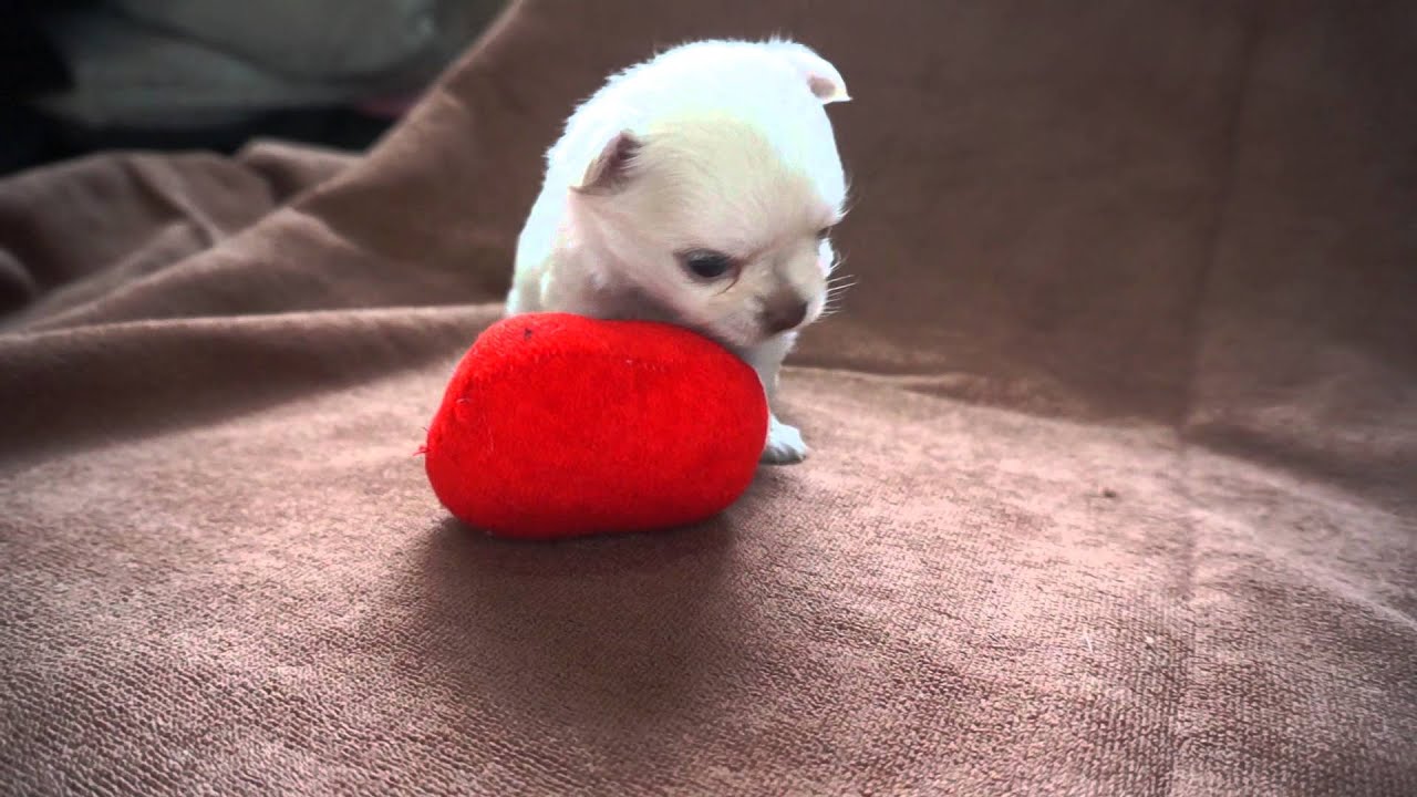 チワワ子犬♡初めてのおもちゃ♪ひたすらなめる^^ YouTube