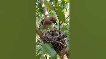 hungry baby birds #timelapse #birds #shorts