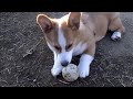 Young Goro bites ball ボールをカミカミするゴローさん