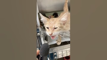 Cute Group Mother kitten cat