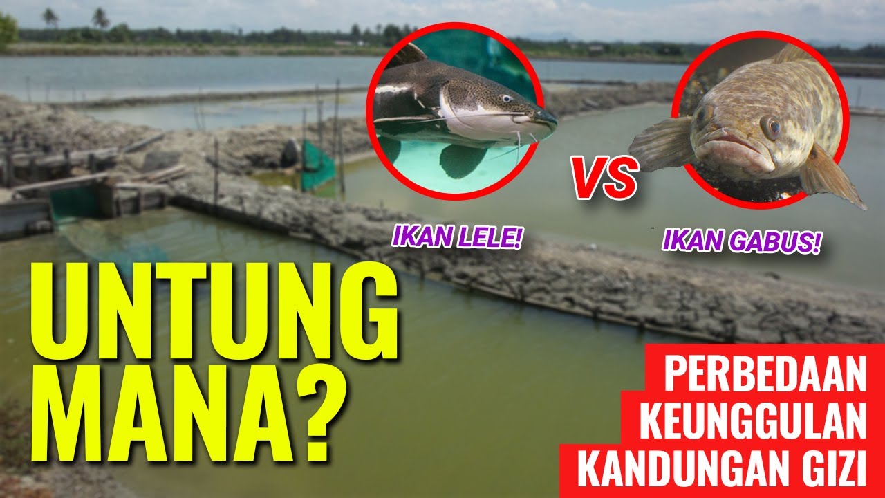 UNTUNG MANA BUDIDAYA IKAN LELE ATAU GABUS! PEMULA WAJIB TAHU 
