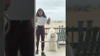 Why does every dog do this? His reaction  #dog #samoyed