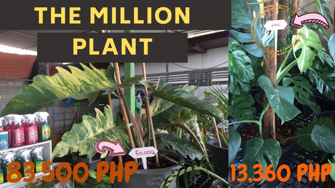 MOST EXPENSIVE PLANT 2 || PLANT PRICES || MORE MONSTERA VARITIES - YouTube