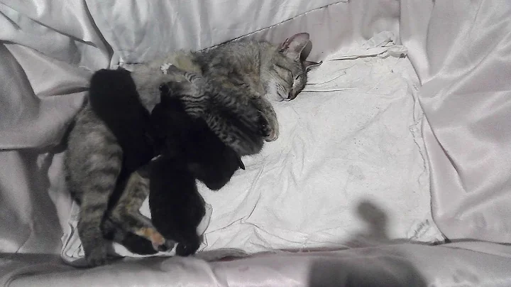 Watch the video about MY CAT NEVA'S KITTENS CHANGED PLACES WHILE SUCKING THE BREAST (WHEN 19 DAYS OLD FROM THE PAST)