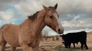 Horse ASMR Pasture Sounds Horses Eating Chewing Hay Grass Brushing Hair Country Living Animals Herd