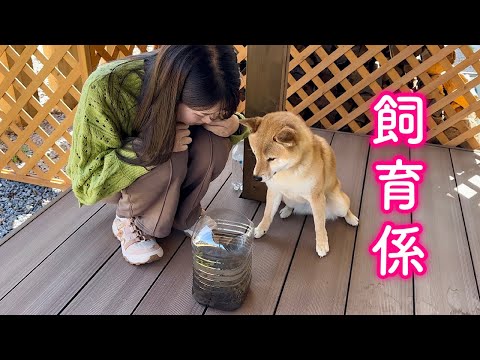 飼育係に任命されるもエサを食べそうになり注意される柴犬が可愛い