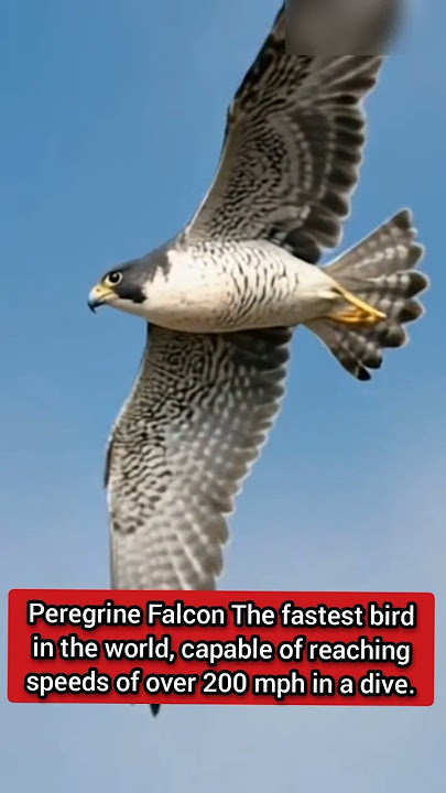 Peregrine Falcon