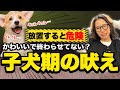 【放置NG】子犬の吠えをそのままにすると危険な理由3選