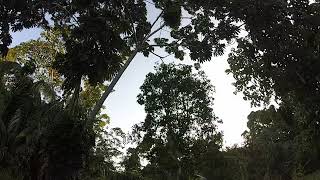 Squirrel monkeys jumping