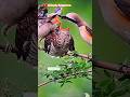 Burung Memberi Makan Anaknya #shorts #animals #birds
