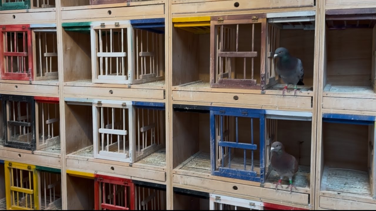 Locul 1 din 29.000 Porumbei - Fond Sterdyn - 600 Km. * Marian Tampau *