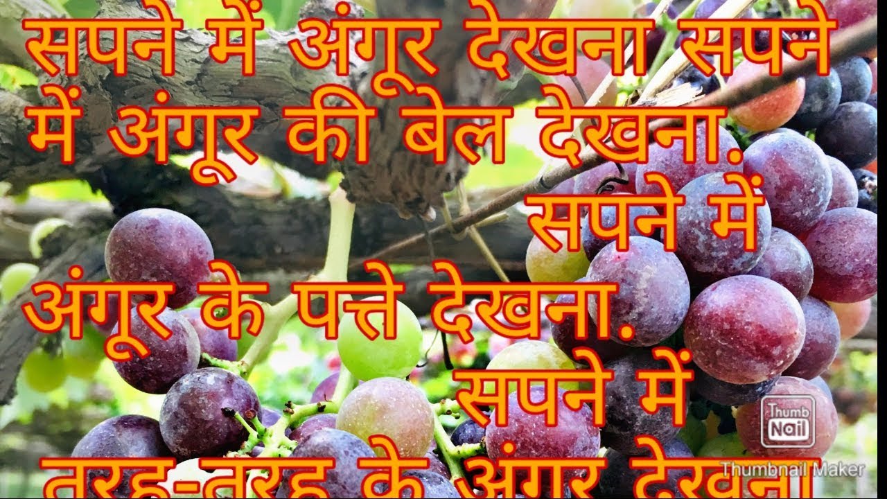Grapes dreams सपने में अंगूर देखना YouTube