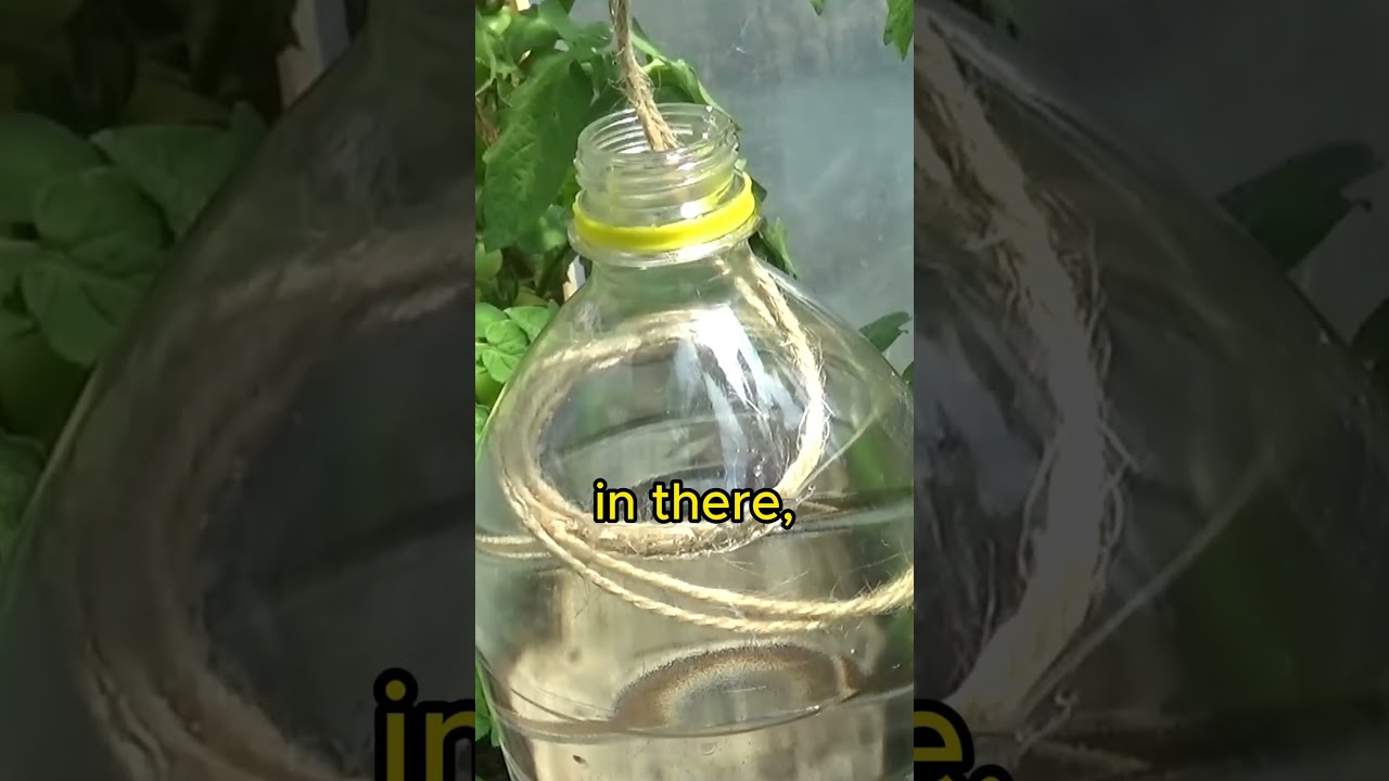  How To Water Plants While On Vacation Lifehacks