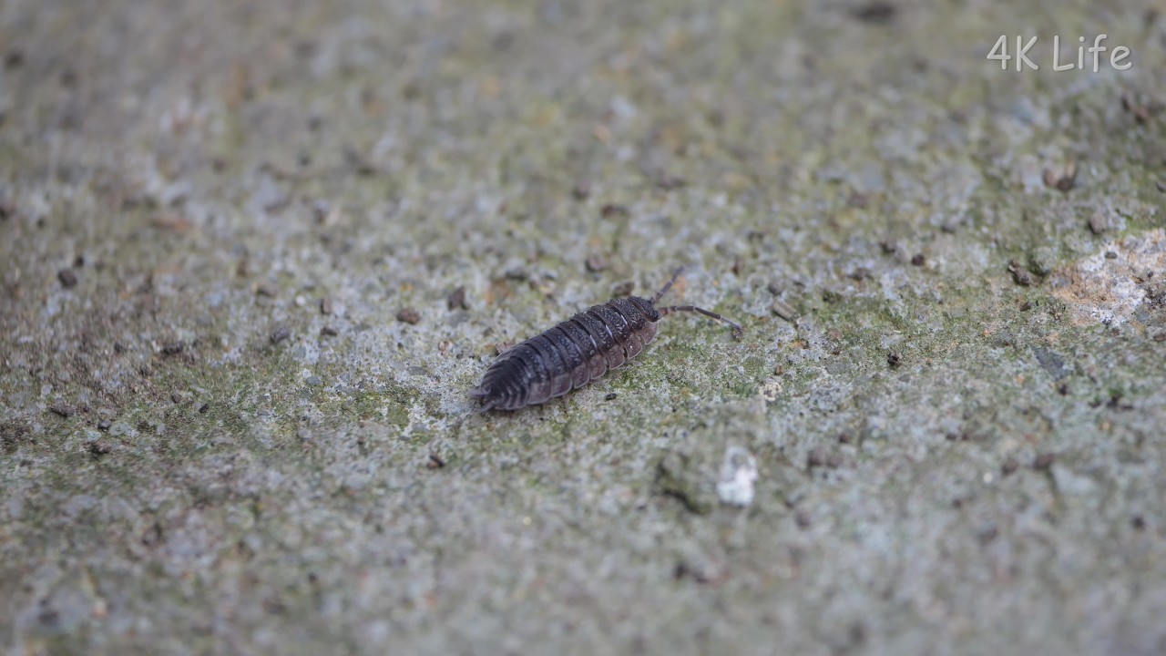 ワラジムシ Common rough Woodlouse［4K 甲殻類 Crustacean］ - YouTube