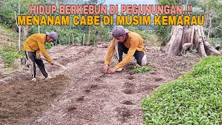 Download Lagu HIDUP BERKEBUN DI PEGUNUNGAN..!! TANAM CABE DI MUSIM KEMARAU MP3