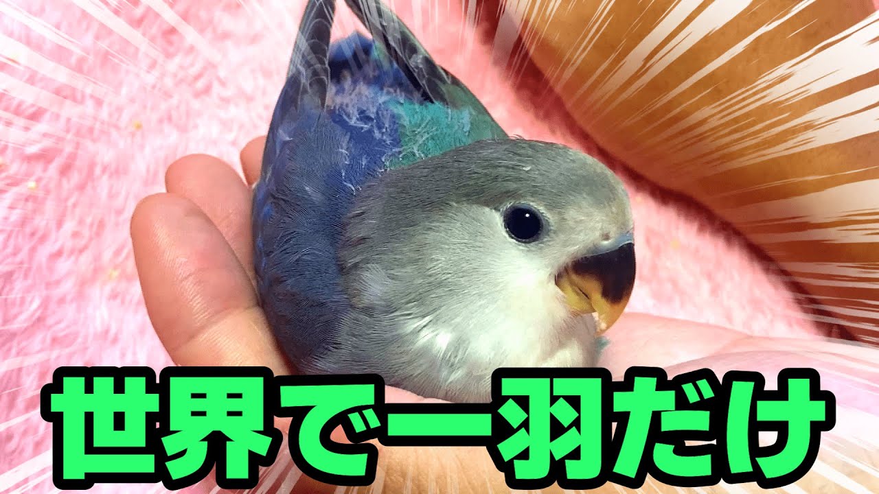 自慢】激レアなカラーのコザクラインコを飼います【もっぷらんど