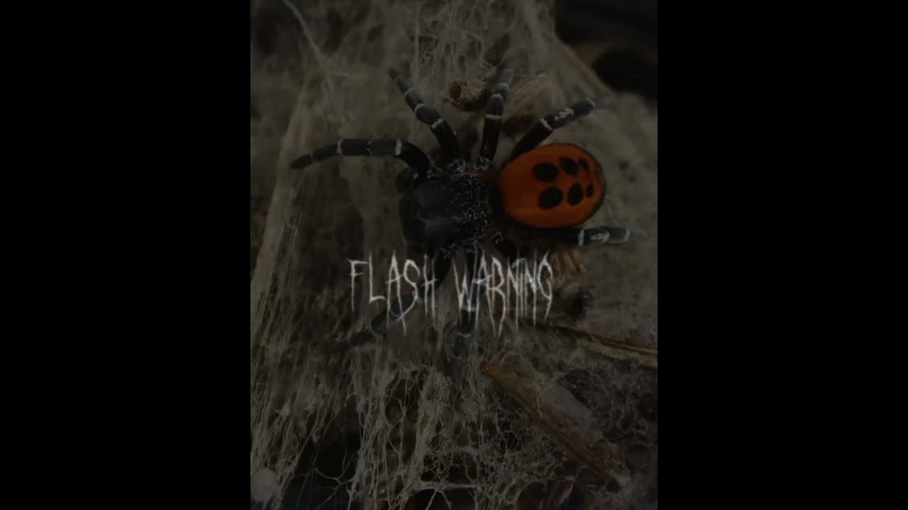 i love spiders♥️♥️❤️💕♥️💕♥️♥️😍😍😍😍😘😍😍🥰🥰🥰🥰🥰😛😛😛😝