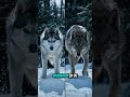 ¿Qué pasaría si tu perro viviera en la NATURALEZA?