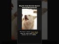 Why the Jindo Became Korea's Natural Monument 53 #Shorts
