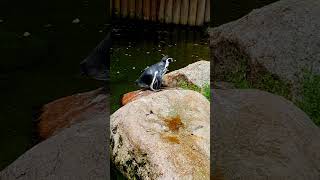 Download Lagu Penguin Dance at the Zoo: A Charming Moment #youtubeshorts #germany #zoo #pinguin #trip #animals MP3