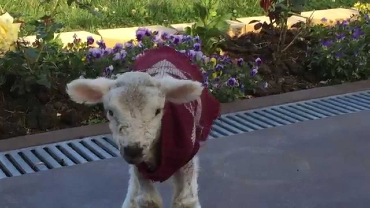 Our Adopted Baby Lamb Wearing his Diapers YouTube