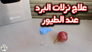 علاج نزلات البرد عند الكناري والحسون وجميع أنواع الطيور