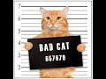Don't do this (copy cat)